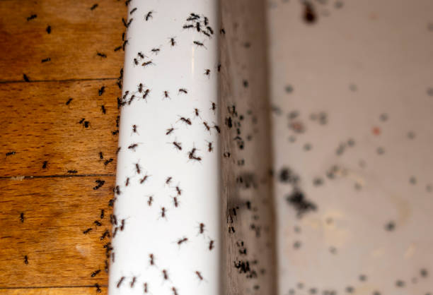 Best Emergency Pest Control  in Hardwick, GA