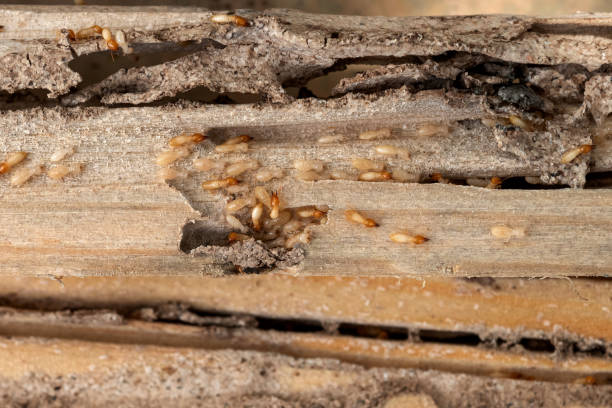 Best Commercial Pest Control Services  in Hardwick, GA
